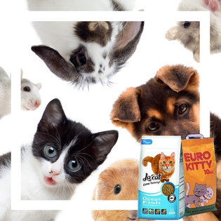 ���� ����